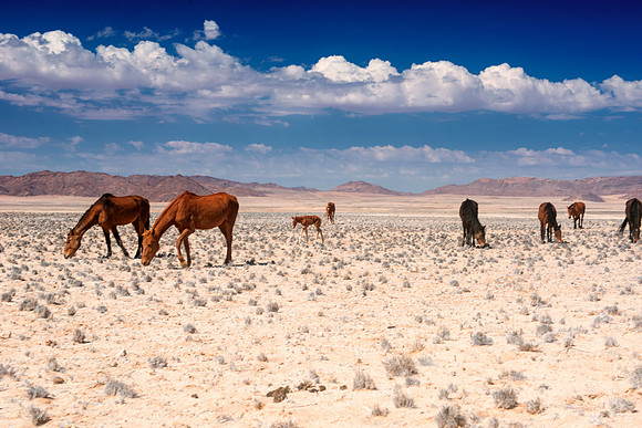 Bertazzoni, Indians, Nikon, Texas, apha, boys, bridles, burro, colors, "cow boys", donkey, "far west", halter, harness, herd, hoofs, horse, mustang, pack, paint, pioneers, portrait, "powerful horse",