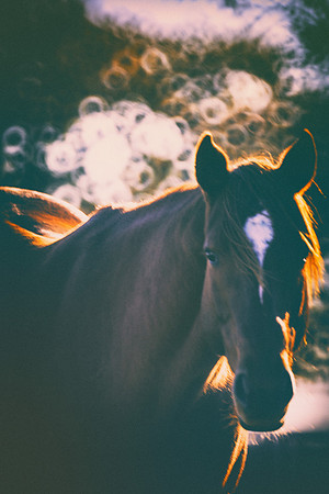 Bertazzoni, Indians, Nikon, Texas, apha, boys, bridles, burro, colors, "cow boys", donkey, "far west", halter, harness, herd, hoofs, horse, mustang, pack, paint, pioneers, portrait, "powerful horse",