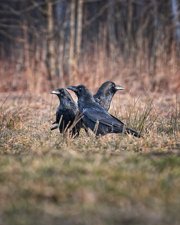 European Common Raven