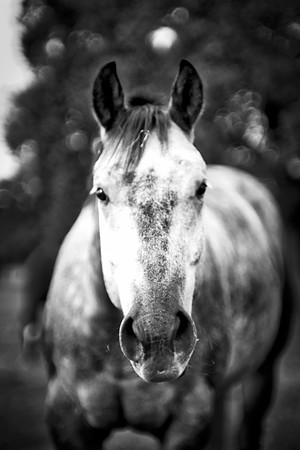 Bertazzoni, Indians, Nikon, Texas, apha, boys, bridles, burro, colors, "cow boys", donkey, "far west", halter, harness, herd, hoofs, horse, mustang, pack, paint, pioneers, portrait, "powerful horse",
