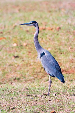 Africa, beak, bird, bird, black, claws, colors, colors, details, ducks, eating, feathers, flying, forest, garden, "grey heron", hen, hunting, jungle, park, posing, predator, prey, resting, safari, sav