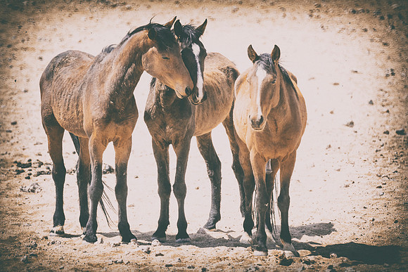 Bertazzoni, Indians, Nikon, Texas, apha, boys, bridles, burro, colors, "cow boys", donkey, "far west", halter, harness, herd, hoofs, horse, mustang, pack, paint, pioneers, portrait, "powerful horse",