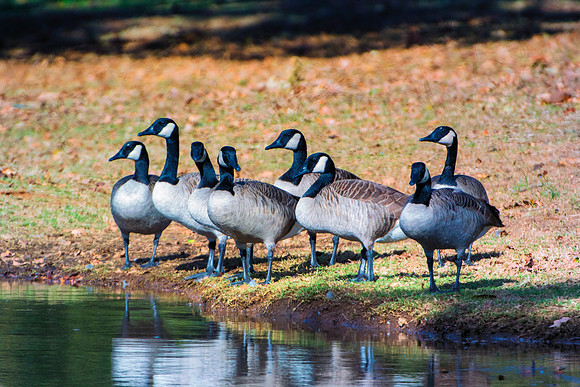 Bertazzoni, Nikon, colors, cooking, feathers, flying, food, geese, lakes, migration, nature, ponds, swamps, wings, Texas, "Canadian Geese", beak