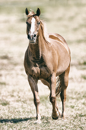 Bertazzoni, Indians, Nikon, Texas, apha, boys, bridles, burro, colors, "cow boys", donkey, "far west", halter, harness, herd, hoofs, horse, mustang, pack, paint, pioneers, portrait, "powerful horse",