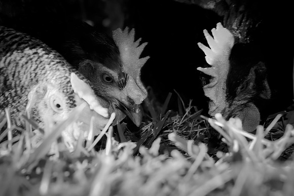 Bertazzoni, Nikon, "angry hen", beak, bird, breakfast, chicken, colors, eggs, farm, feathers, food, hen, "hen's portrait", hens, legs, nature, wings, yard