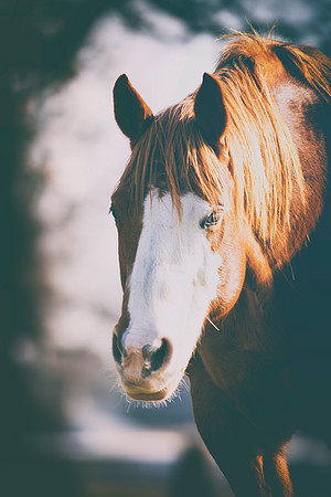 Bertazzoni, Indians, Nikon, Texas, apha, boys, bridles, burro, colors, "cow boys", donkey, "far west", halter, harness, herd, hoofs, horse, mustang, pack, paint, pioneers, portrait, "powerful horse",