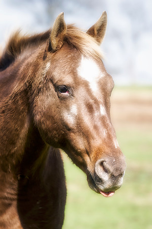 Bertazzoni, Indians, Nikon, Texas, apha, boys, bridles, burro, colors, "cow boys", donkey, "far west", halter, harness, herd, hoofs, horse, mustang, pack, paint, pioneers, portrait, "powerful horse",