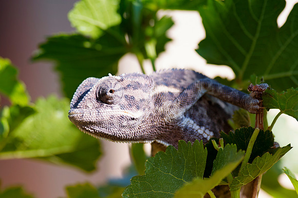 Africa, Namibia, camouflage, chameleon, colors, insect, reptile, details, Nikon, Bertazzoni, safari, nature, insects,