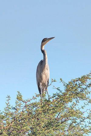 Africa, beak, bird, bird, black, claws, colors, colors, details, ducks, eating, feathers, flying, forest, garden, "grey heron", hen, hunting, jungle, park, posing, predator, prey, resting, safari, sav