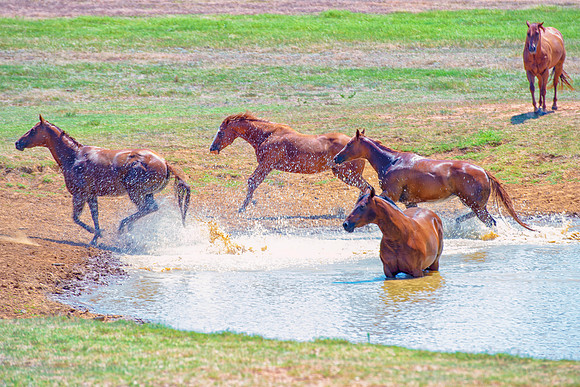 pack, horses, paint, quarter, appaloosa, pinto, palomino, prairie, pond, nature, wilderness, freedom, running, speed, tail, main, hoofs, races, saddle, bridle, bit, bertazzoni, Nikon
