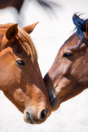 Bertazzoni, Indians, Nikon, Texas, apha, boys, bridles, burro, colors, "cow boys", donkey, "far west", halter, harness, herd, hoofs, horse, mustang, pack, paint, pioneers, portrait, "powerful horse",
