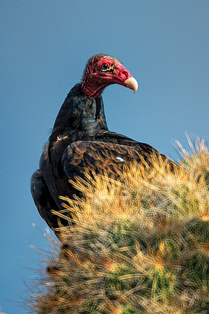 Beak, Bertazzoni, Mexico, Nikon, Texas, Wings, death, eyes, feathers, flying, legs, nature, scavengers, turkey, vulture, vulture, wilderness