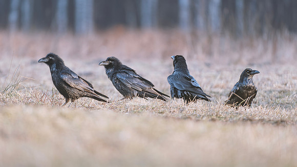European Common Raven
