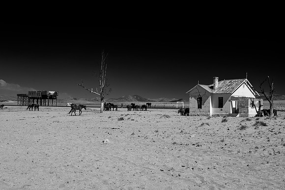 Bertazzoni, Indians, Nikon, Texas, apha, boys, bridles, burro, colors, "cow boys", donkey, "far west", halter, harness, herd, hoofs, horse, mustang, pack, paint, pioneers, portrait, "powerful horse",