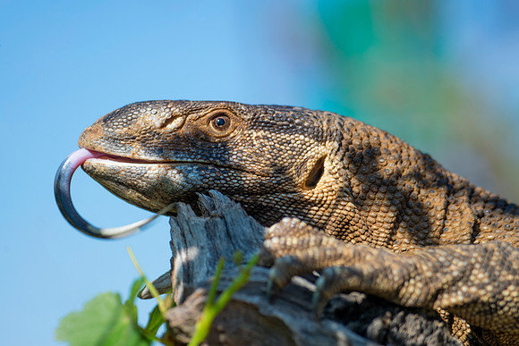 Africa, claws, climbing, colors, details, forest, insects, jaws, jungle, lake, leather, lizard, "monitor lizard", pond, reptile, river, skin, tail, tail, teeth, trees