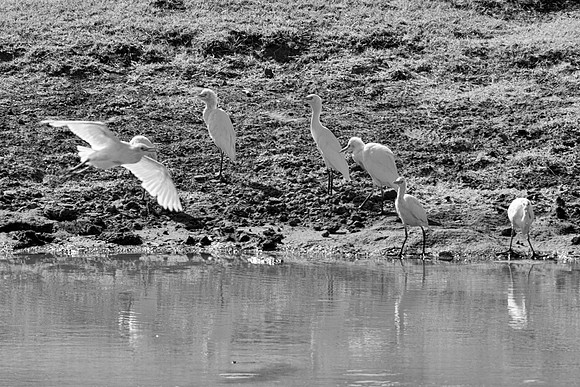 "cattle egret", "black & white", feathers, pastures, migration, bertazzoni, nature, cattle, Texas, wings, beaks, white, legs, swamps, ponds