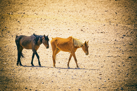 Bertazzoni, Indians, Nikon, Texas, apha, boys, bridles, burro, colors, "cow boys", donkey, "far west", halter, harness, herd, hoofs, horse, mustang, pack, paint, pioneers, portrait, "powerful horse",