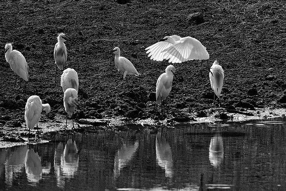 Texas, beaks, bertazzoni, "black & white", cattle, "cattle egret", feathers, legs, migration, nature, pastures, ponds, swamps, white, wings
