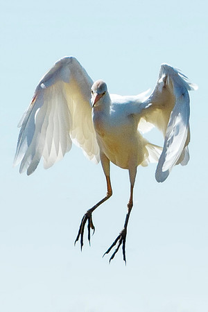Texas, beaks, bertazzoni, cattle, "cattle egret", feathers, legs, migration, nature, pastures, ponds, swamps, white, wings