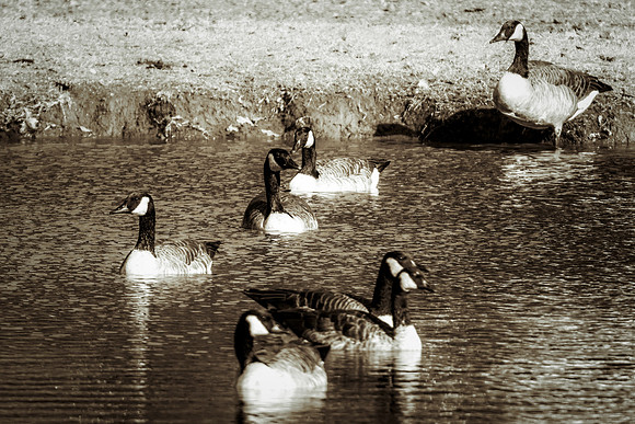Bertazzoni, Nikon, colors, cooking, feathers, flying, food, geese, lakes, migration, nature, ponds, swamps, wings, Texas, "Canadian Geese", beak