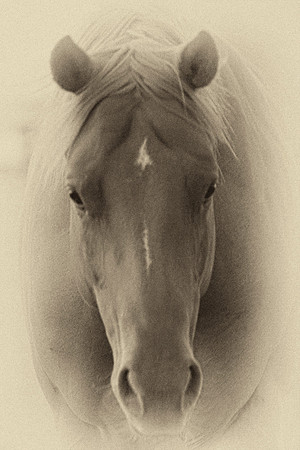 horse, head, nature, "black & white", "old plaque", Bertazzoni, nikon, artistic, Texas