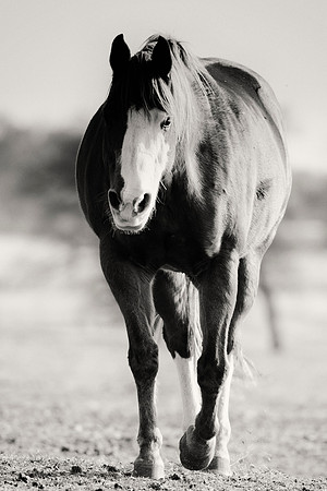 Bertazzoni, Indians, Nikon, Texas, apha, boys, bridles, burro, colors, "cow boys", donkey, "far west", halter, harness, herd, hoofs, horse, mustang, pack, paint, pioneers, portrait, "powerful horse",
