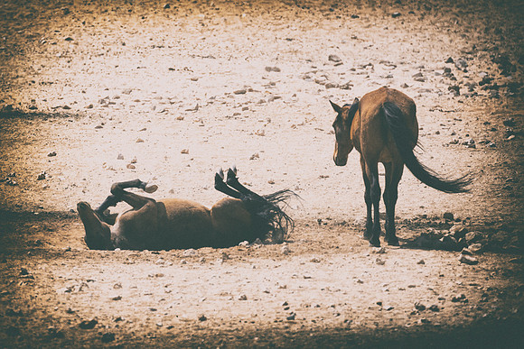 Bertazzoni, Indians, Nikon, Texas, apha, boys, bridles, burro, colors, "cow boys", donkey, "far west", halter, harness, herd, hoofs, horse, mustang, pack, paint, pioneers, portrait, "powerful horse",