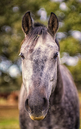 Bertazzoni, Indians, Nikon, Texas, apha, boys, bridles, burro, colors, "cow boys", donkey, "far west", halter, harness, herd, hoofs, horse, mustang, pack, paint, pioneers, portrait, "powerful horse",