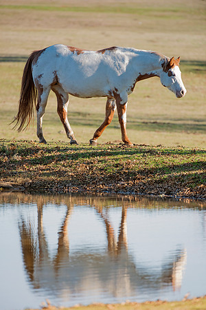 Bertazzoni, Indians, Nikon, Texas, apha, boys, bridles, burro, colors, "cow boys", donkey, "far west", halter, harness, herd, hoofs, horse, mustang, pack, paint, pioneers, portrait, "powerful horse",