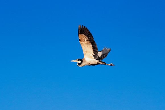 Africa, beak, bird, bird, black, claws, colors, colors, details, ducks, eating, feathers, flying, forest, garden, "grey heron", hen, hunting, jungle, park, posing, predator, prey, resting, safari, sav