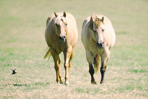 "heavy weights", Bertazzoni, Indians, Nikon, Texas, apha, boys, bridles, burro, colors, "cow boys", donkey, "far west", halter, harness, herd, hoofs, horse, mustang, pack, paint, pioneers, portrait, "