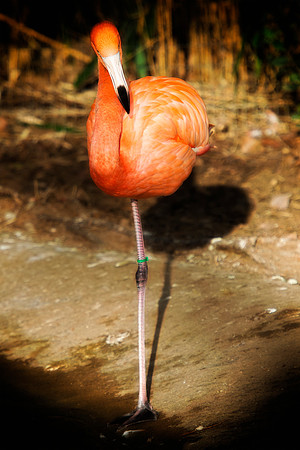 bird, details, flamingo, migration, peak, pink, pond, portrait, sea, swamp, colors, wings, feathers, details, structure, zoo, Nikon, Bertazzoni