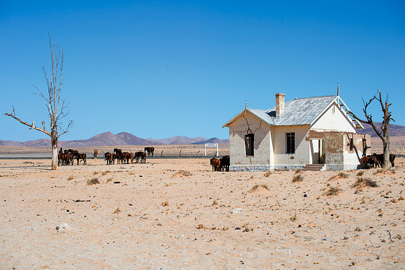 Bertazzoni, Indians, Nikon, Texas, apha, boys, bridles, burro, colors, "cow boys", donkey, "far west", halter, harness, herd, hoofs, horse, mustang, pack, paint, pioneers, portrait, "powerful horse",