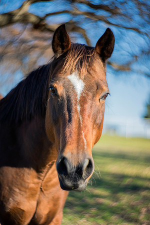 Bertazzoni, Indians, Nikon, Texas, apha, boys, bridles, burro, colors, "cow boys", donkey, "far west", halter, harness, herd, hoofs, horse, mustang, pack, paint, pioneers, portrait, "powerful horse",