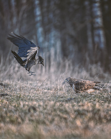 European Common Raven