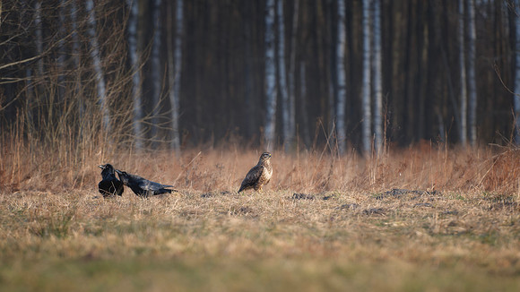 European Common Raven