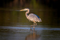 Cranes, Egrets, Herons & Storks Pt.2