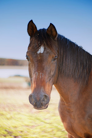 Bertazzoni, Indians, Nikon, Texas, apha, boys, bridles, burro, colors, "cow boys", donkey, "far west", halter, harness, herd, hoofs, horse, mustang, pack, paint, pioneers, portrait, "powerful horse",