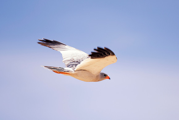 Africa, Africa, Bertazzoni, Nikon, "Southern Pale Chanting Goshawk", beak, bird, claws, colors, details, eagle, eating, feathers, flying, forest, garden, hawk, hunting, jungle, nest, park, posing, pre