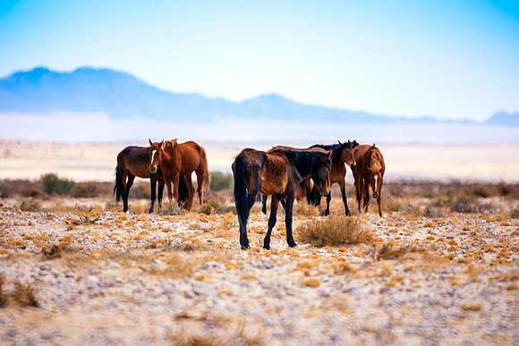 Bertazzoni, Indians, Nikon, Texas, apha, boys, bridles, burro, colors, "cow boys", donkey, "far west", halter, harness, herd, hoofs, horse, mustang, pack, paint, pioneers, portrait, "powerful horse",