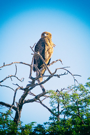 Africa, Africa, Bertazzoni, Nikon, "Southern Pale Chanting Goshawk", beak, bird, claws, colors, details, eagle, eating, feathers, flying, forest, garden, hawk, hunting, jungle, nest, park, posing, pre