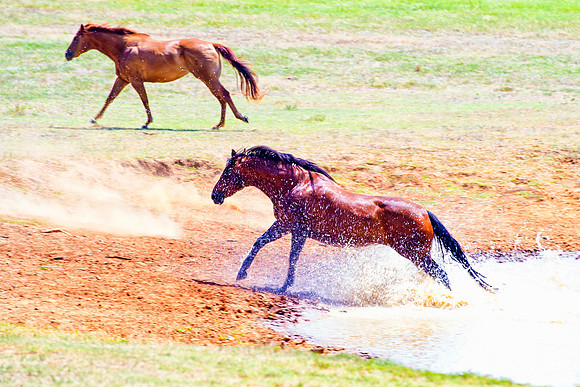 pack, horses, paint, quarter, appaloosa, pinto, palomino, prairie, pond, nature, wilderness, freedom, running, speed, tail, main, hoofs, races, saddle, bridle, bit, bertazzoni, Nikon
