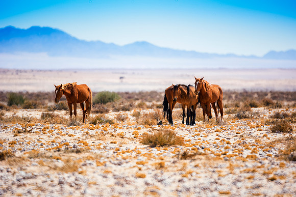 Bertazzoni, Indians, Nikon, Texas, apha, boys, bridles, burro, colors, "cow boys", donkey, "far west", halter, harness, herd, hoofs, horse, mustang, pack, paint, pioneers, portrait, "powerful horse",
