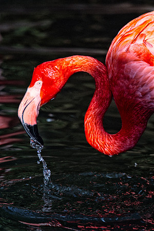 bird, details, flamingo, migration, peak, pink, pond, portrait, sea, swamp, colors, wings, feathers, details, structure, zoo, Nikon, Bertazzoni