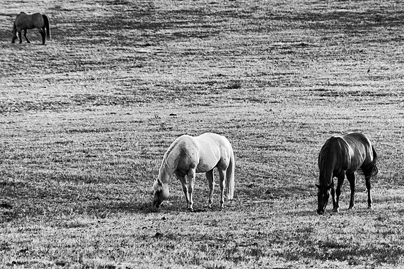 horses, pastures, nature, Bertazzoni, "black & white", Nikon, wildlife, prairie