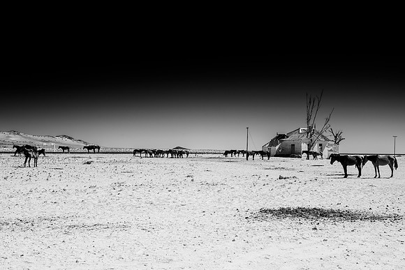 Bertazzoni, Indians, Nikon, Texas, apha, boys, bridles, burro, colors, "cow boys", donkey, "far west", halter, harness, herd, hoofs, horse, mustang, pack, paint, pioneers, portrait, "powerful horse",