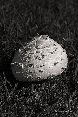 artistic, "black & white", branch, glow, mushrooms, tree, trunk, "white mushrooms"
