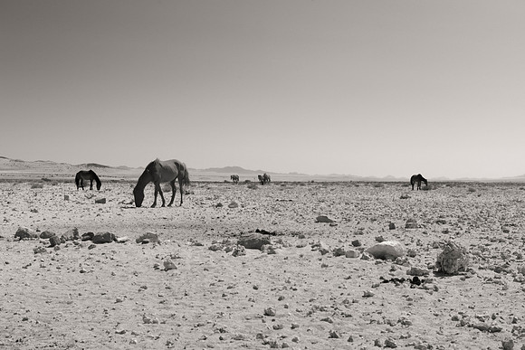 Bertazzoni, Indians, Nikon, Texas, apha, boys, bridles, burro, colors, "cow boys", donkey, "far west", halter, harness, herd, hoofs, horse, mustang, pack, paint, pioneers, portrait, "powerful horse",