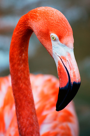 bird, details, flamingo, migration, peak, pink, pond, portrait, sea, swamp, colors, wings, feathers, details, structure, zoo, Nikon, Bertazzoni