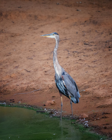 Great Blue Heron